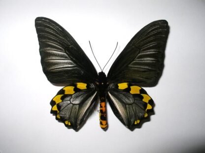 Troides hypolitus