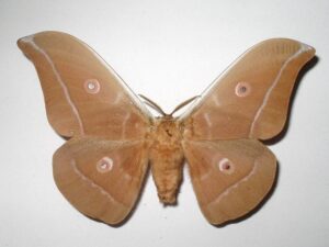 Antheraea pernyi