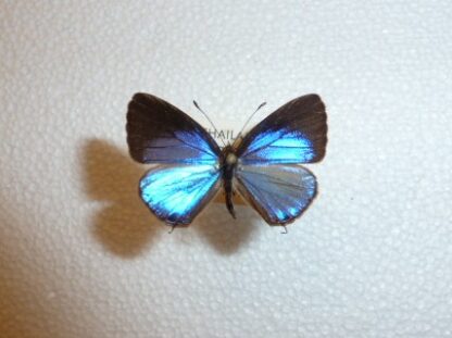 Lycaenidae sp.7