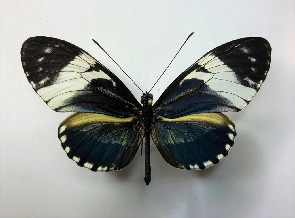 Heliconiidae