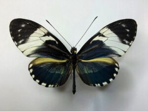Heliconiidae