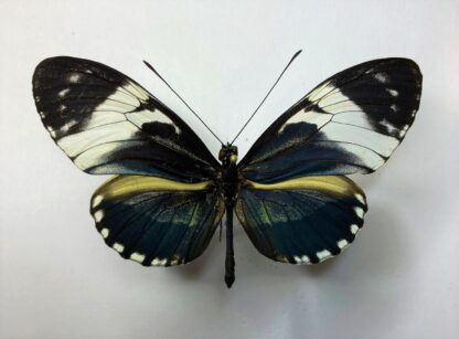 Heliconiidae