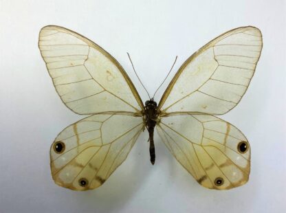 Cithaerias  pietra