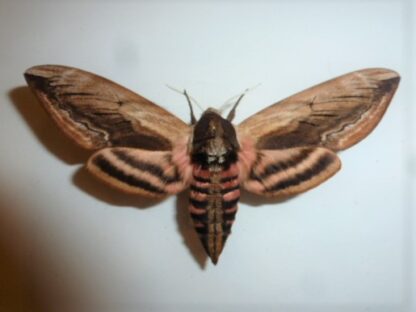 Sphinx ligustri