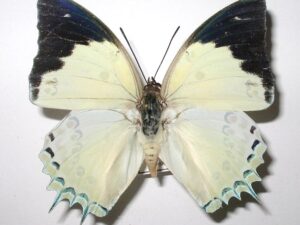 Polyura delphis