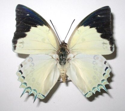 Polyura delphis