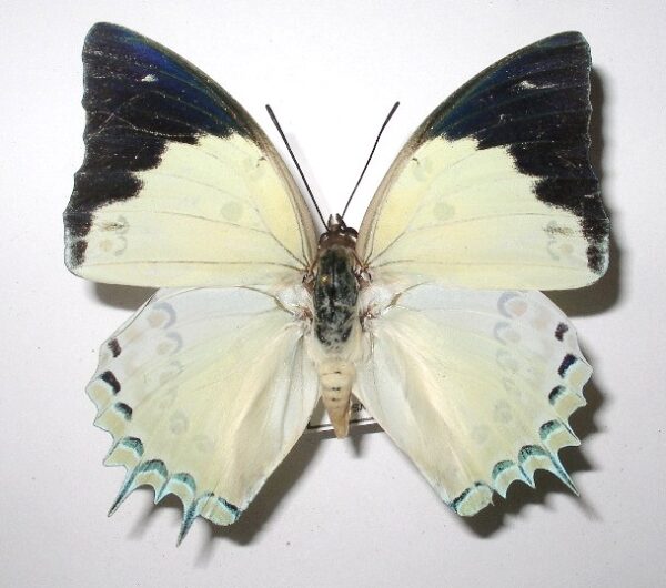 Polyura delphis
