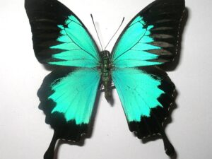 Achillides ulysses