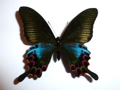 Papilio hoppo