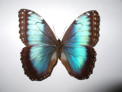 Morpho peleides
