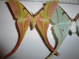 Actias rhodopneuma