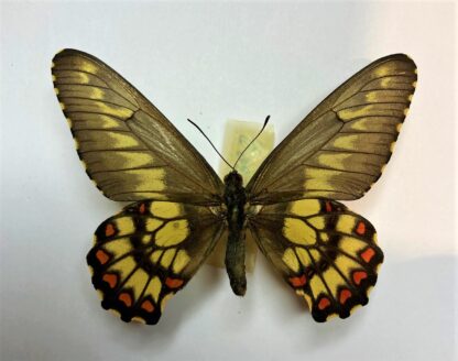 Euryades corethrus