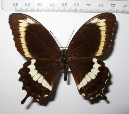 Papilio canopus