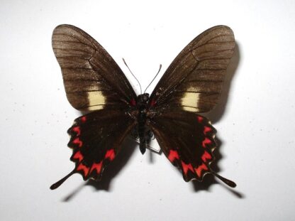Eurytides lysithous