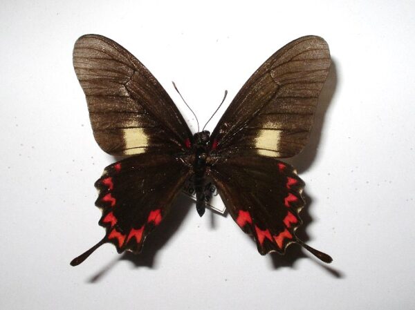 Eurytides lysithous