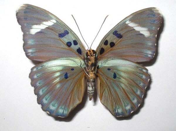 Euphaedra sp.4