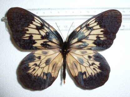 Idea tambusisiana