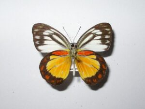 Cepora sp.