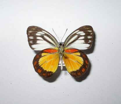 Cepora sp.