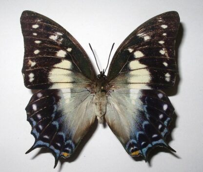 Charaxes pyrrhus