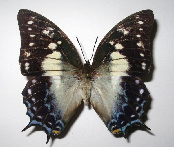 Charaxes pyrrhus