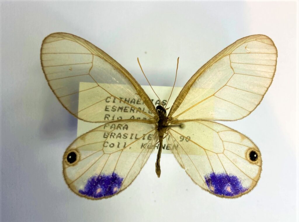 Cithaerias  esmeralda
