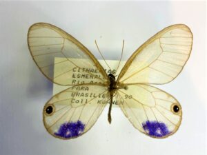 Cithaerias  esmeralda