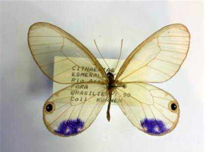 Cithaerias  esmeralda