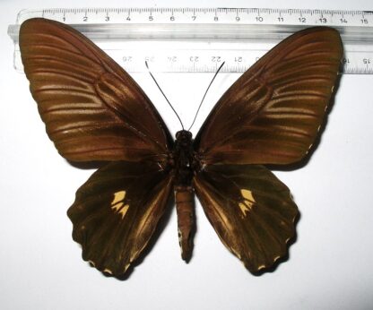 Troides rhadamantus doherty