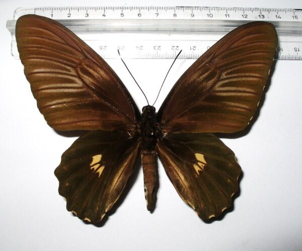 Troides rhadamantus doherty