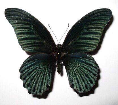 Papilio memnon