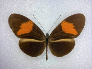 Heliconiidae