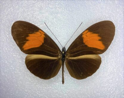 Heliconiidae