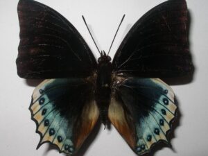 Charaxes eurialus