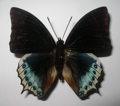 Charaxes eurialus