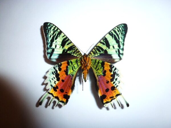 Urania ripheus