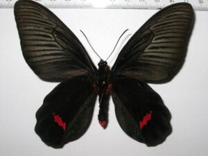 Atropheneura dixoni