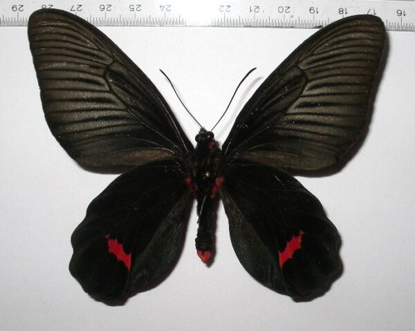 Atropheneura dixoni