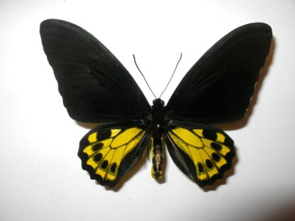 Troides helena
