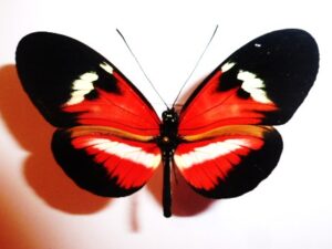 Heliconiidae