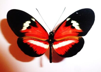 Heliconiidae