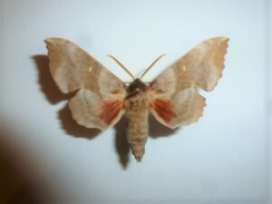 Laothoe populi