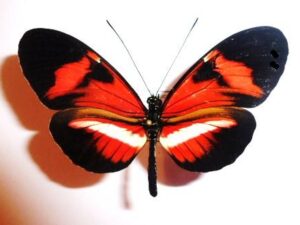 Heliconiidae