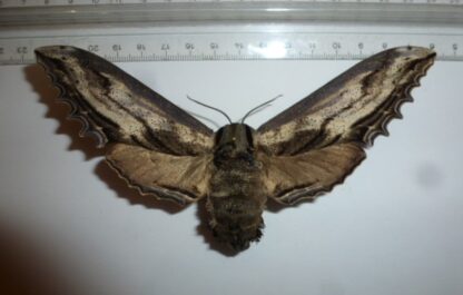 Langia zenzeroides