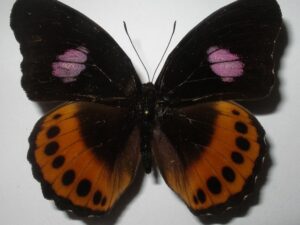 Hypolimnas pandarus pandora