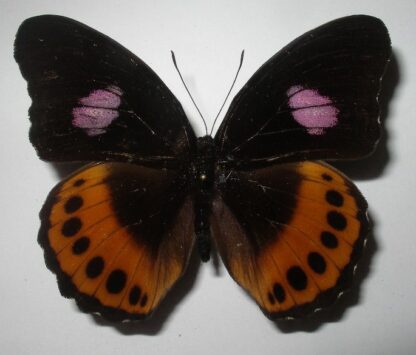 Hypolimnas pandarus pandora
