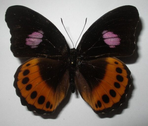 Hypolimnas pandarus pandora