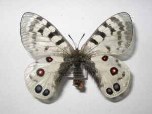 Parnassius imperator