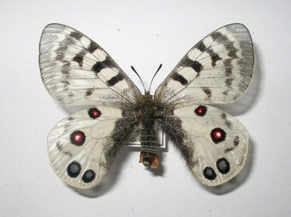 Parnassius imperator