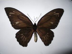 Ornithoptera priamus urvillianus